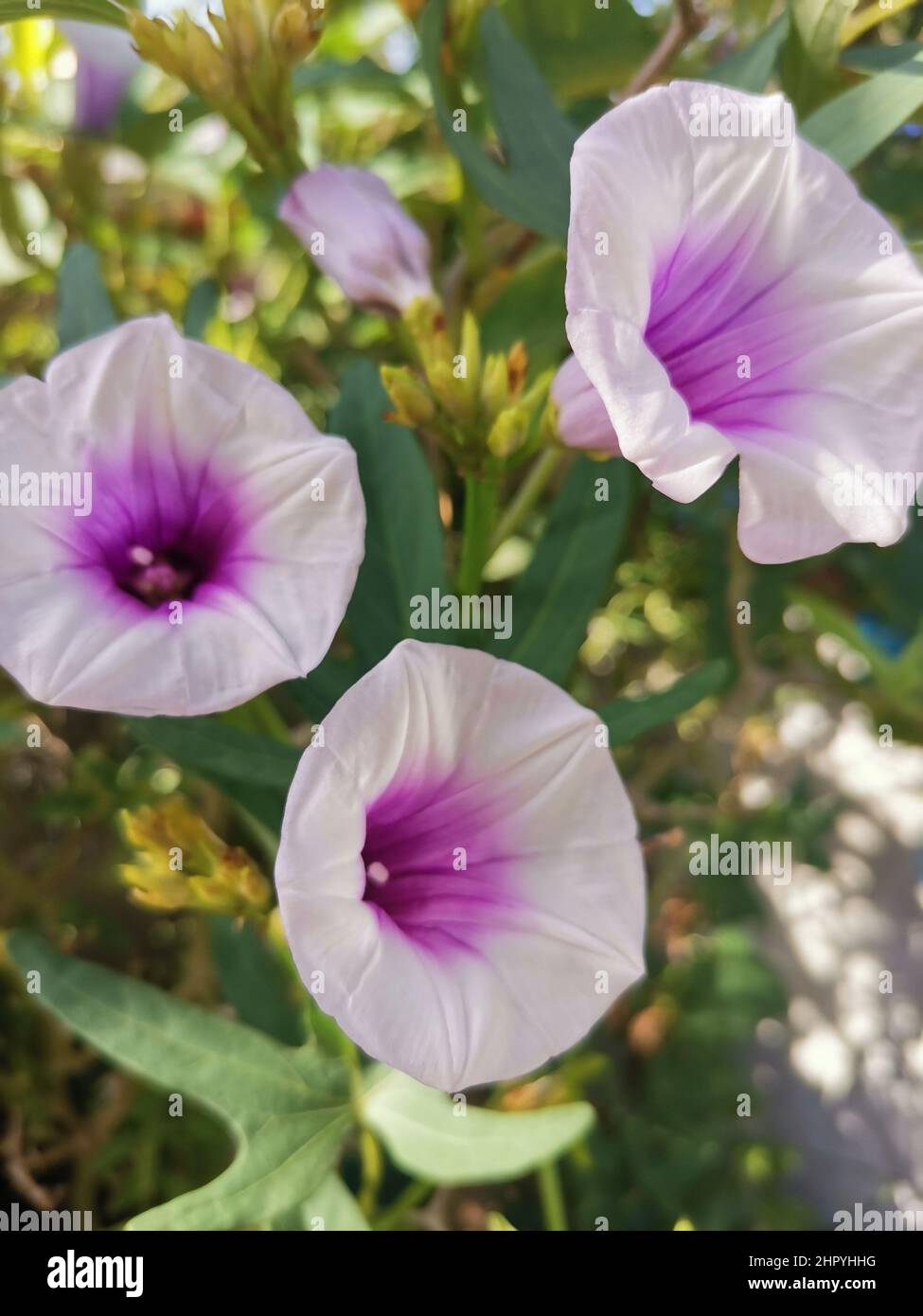 Vertical shot of blooming Ipomoea cairica flowers Stock Photo