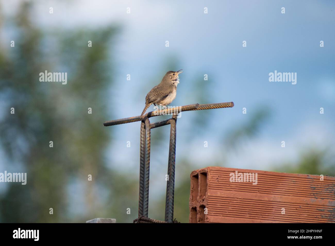 Little bird is sitting on a metal structure and looks at the blue sky