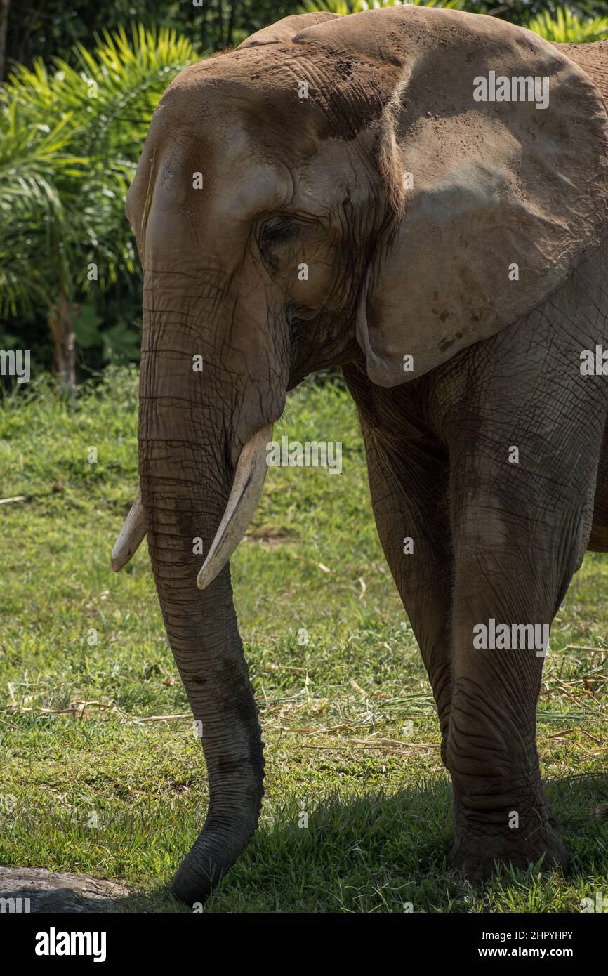 Giant elephant with long trunks and fangs with green trees on the background Stock Photo