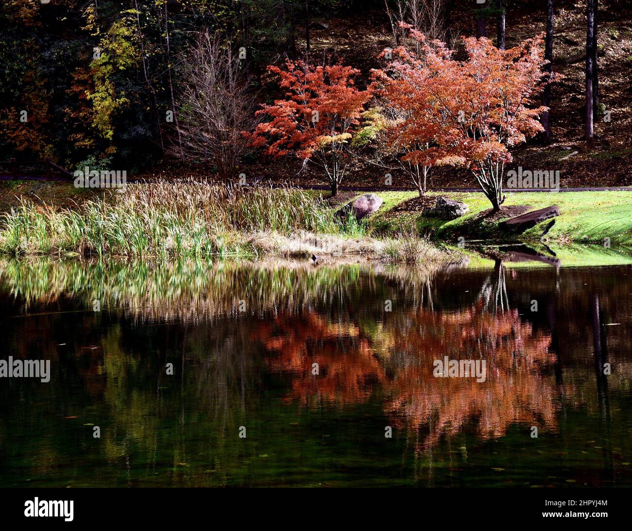 Mesmerizing view of the lake water reflecting the beautiful Acer palmatum Japanese Maple trees