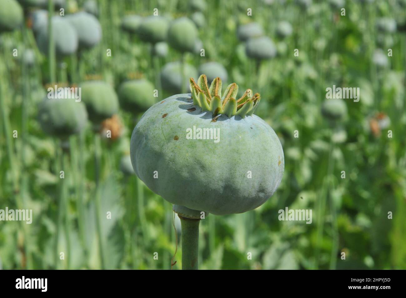 Heroin poppy photography and images - Alamy