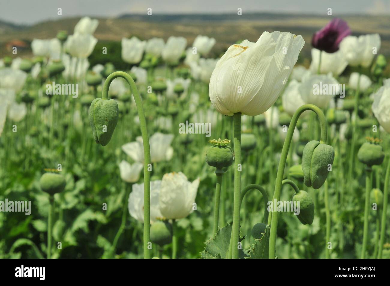 Opium plantation hi-res stock photography and images - Alamy