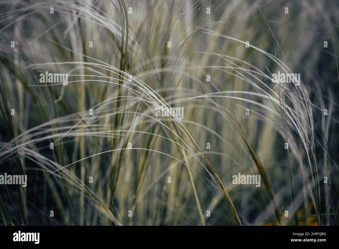 Natural light field hi-res stock photography and images - Alamy