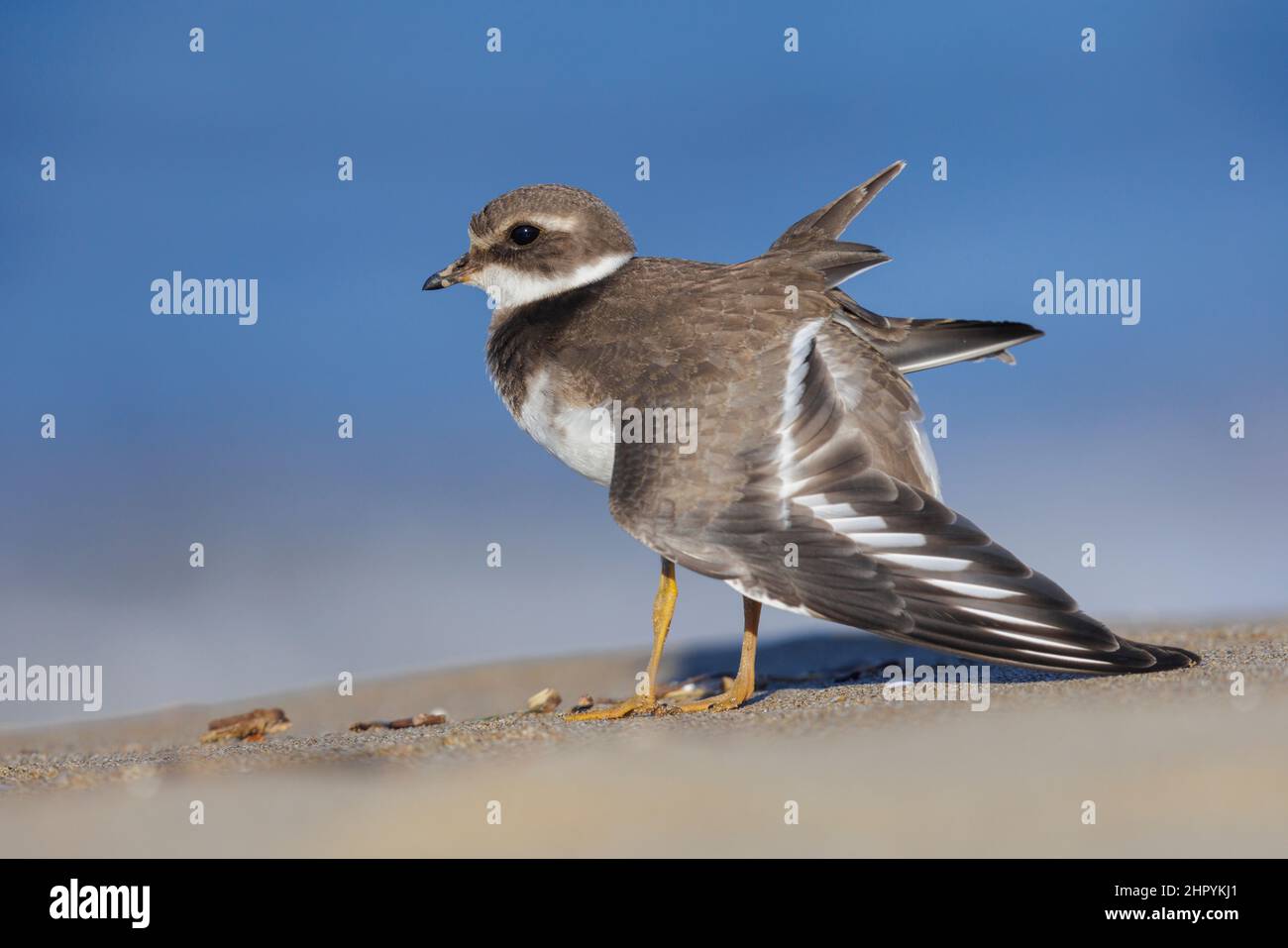 Ringed Plover (Charadrius hiaticula), side view of a juvenile stretching a wing, Campania, Italy Stock Photo