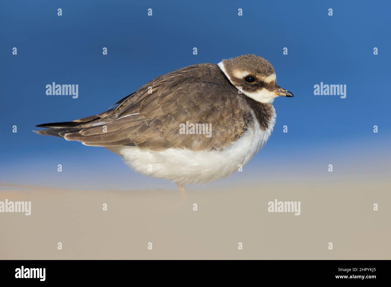 Ringed Plover (Charadrius hiaticula), side view of a juvenile standing on the sand, Campania, Italy Stock Photo