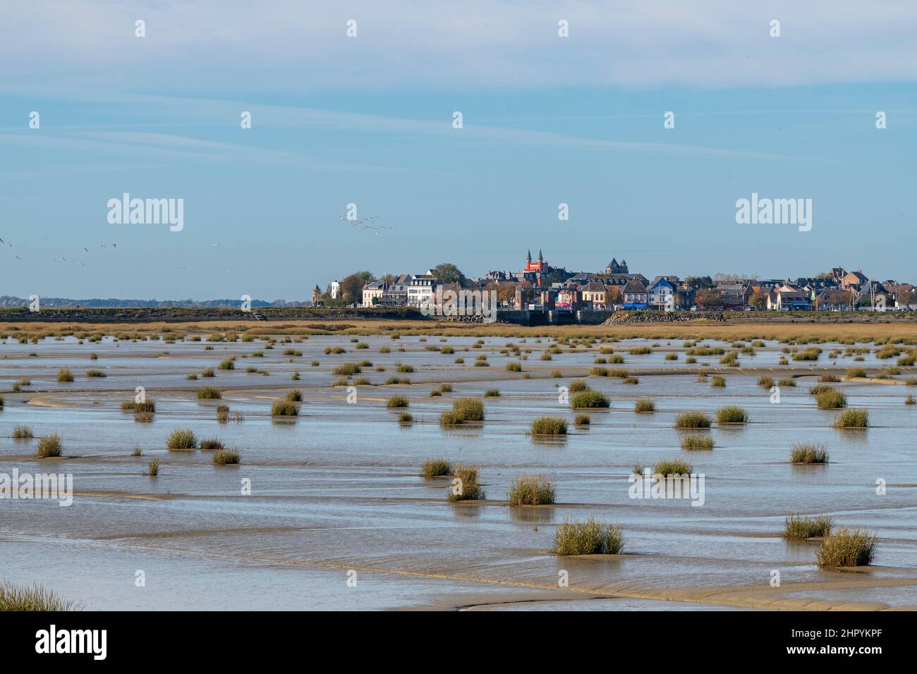 Salt grass on the beach of Le Crotoy at low tide, Baie de Somme, France. The Bay of the Somme has been colonised for many years by the Spartina Stock Photo