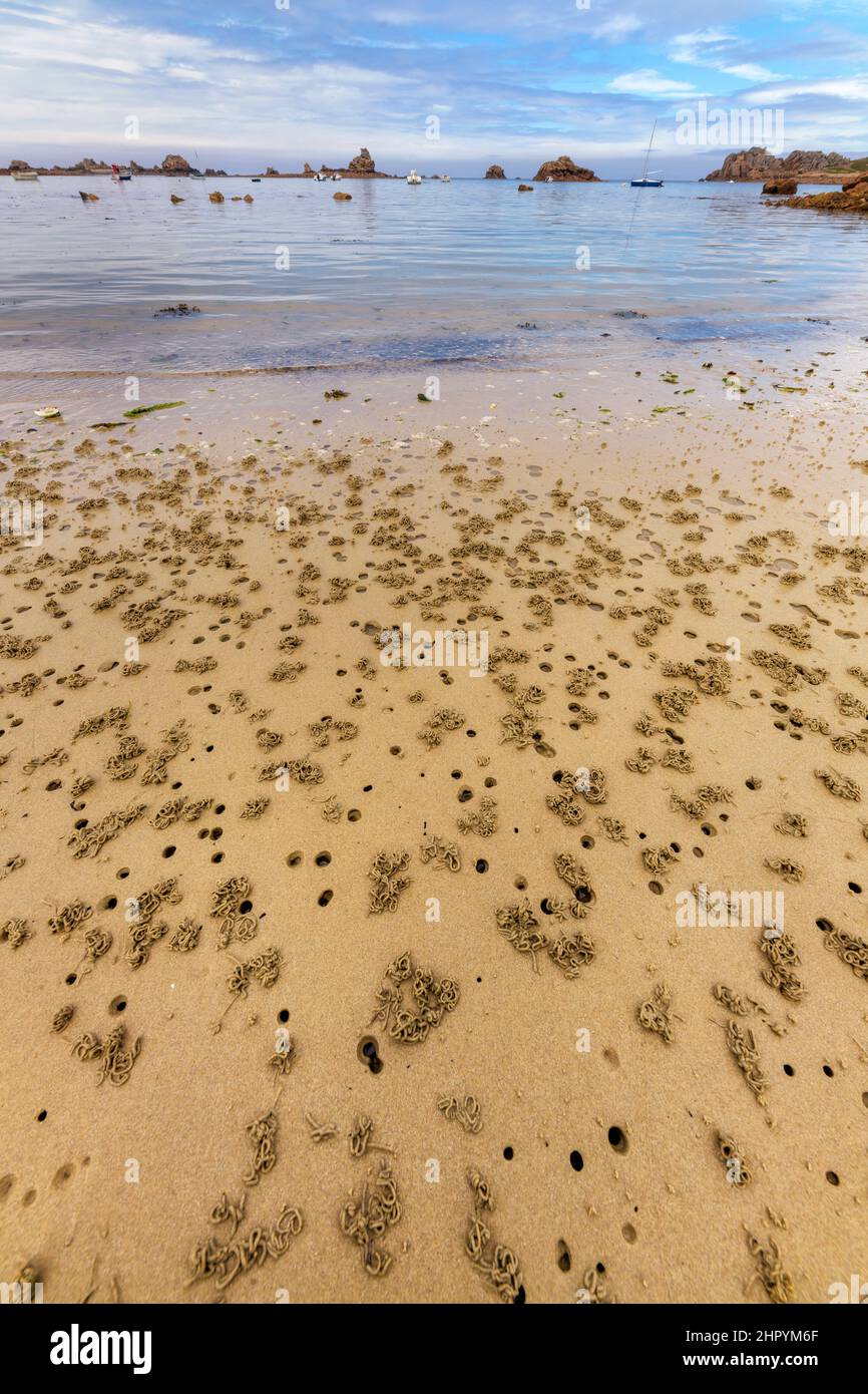 Worm casts of sandworms on the beach of Plougrescant at low tide. Plougrescant (Pointe du Château), Cotes-d'Armor, Brittany, France Stock Photo