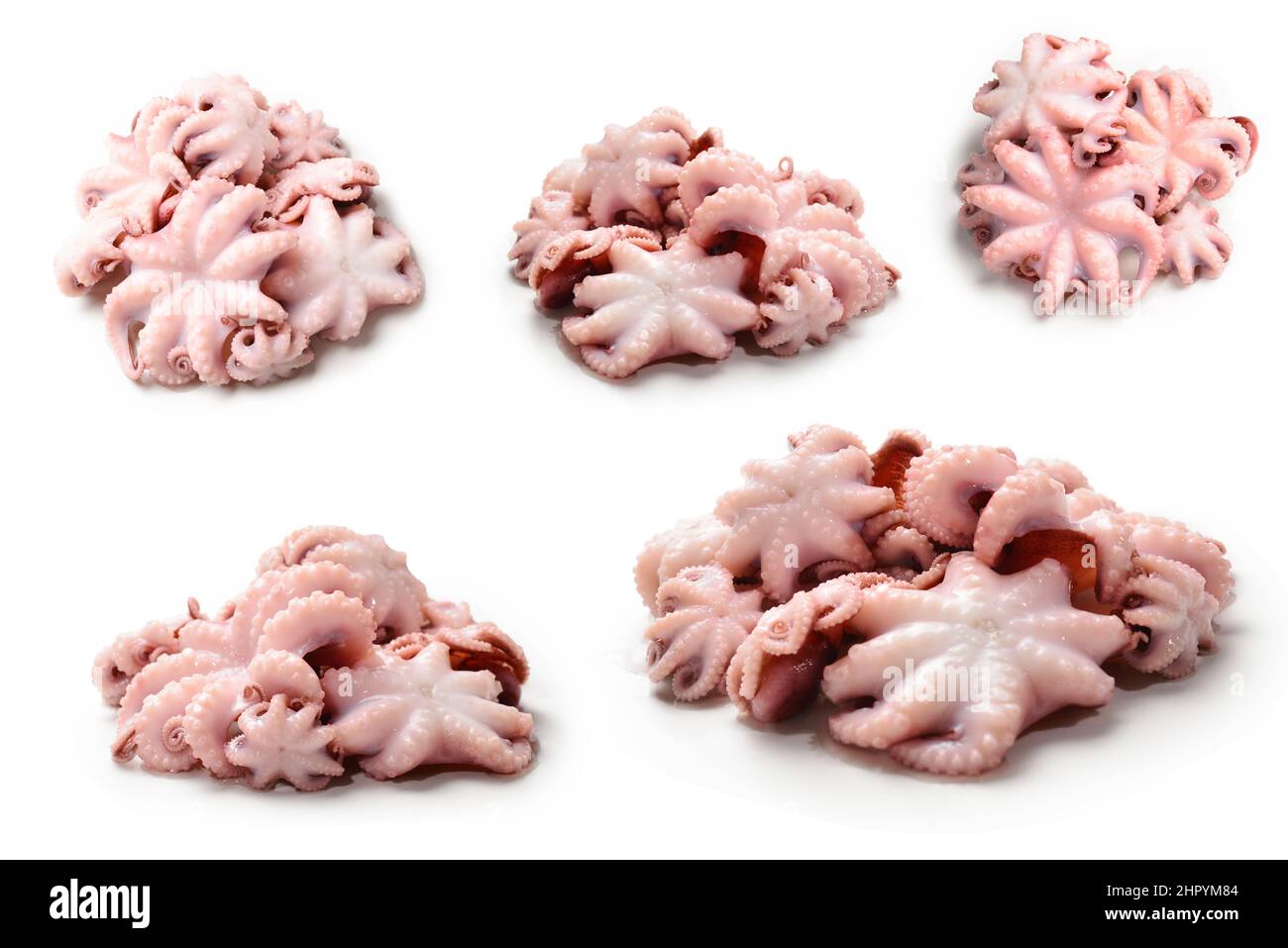Octopus isolated on white background Stock Photo - Alamy