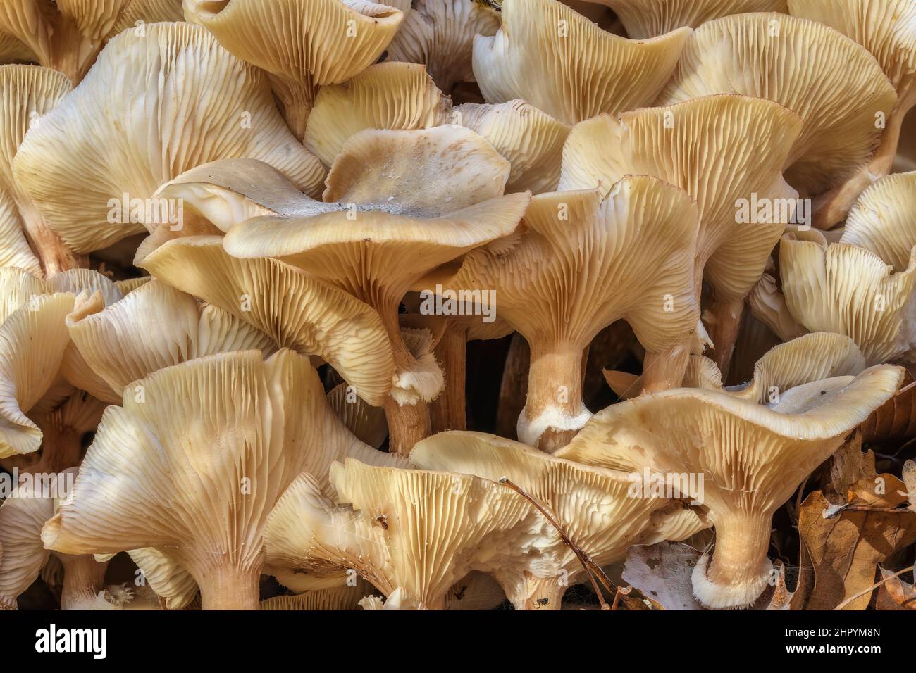 Clump of Honey mushroom (Armillaria mellea) at the foot of a parasitized tree, Haute Savoie, France Stock Photo