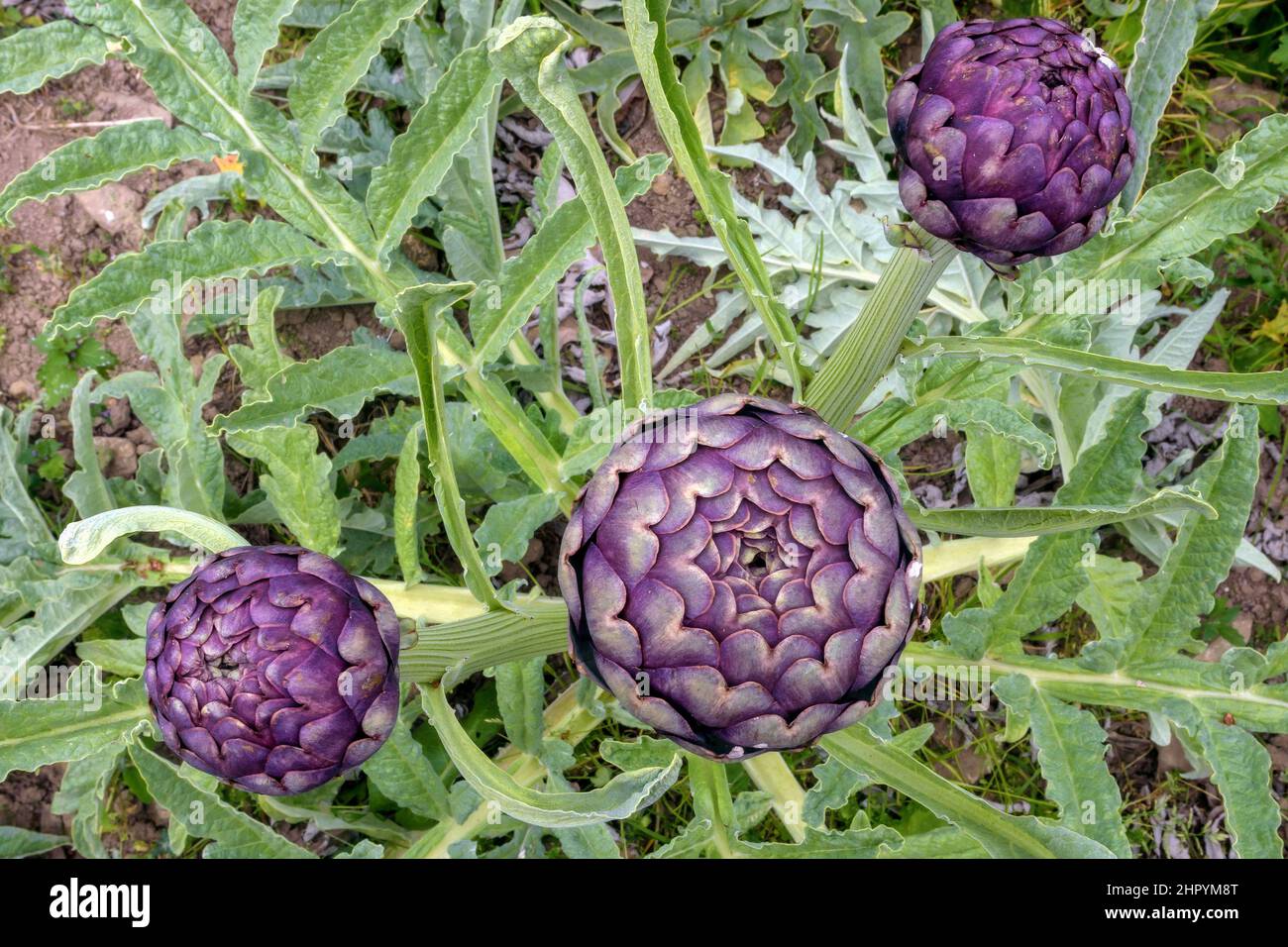 Artichoke (Cynara cardunculus var. scolymus), Plougrescant, Cotes d'Armor, Bretagne, France Stock Photo