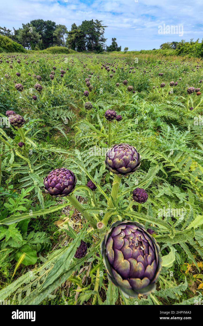 Field of Artichoke (Cynara cardunculus var. scolymus), Plougrescant, Cotes d'Armor, Bretagne, France Stock Photo