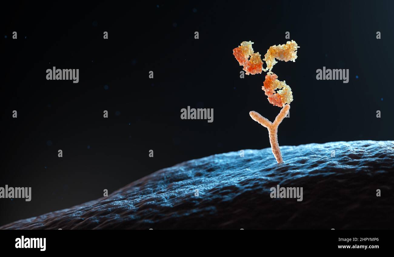 Human antibody binding to human cell receptors. 3D illustration Stock Photo