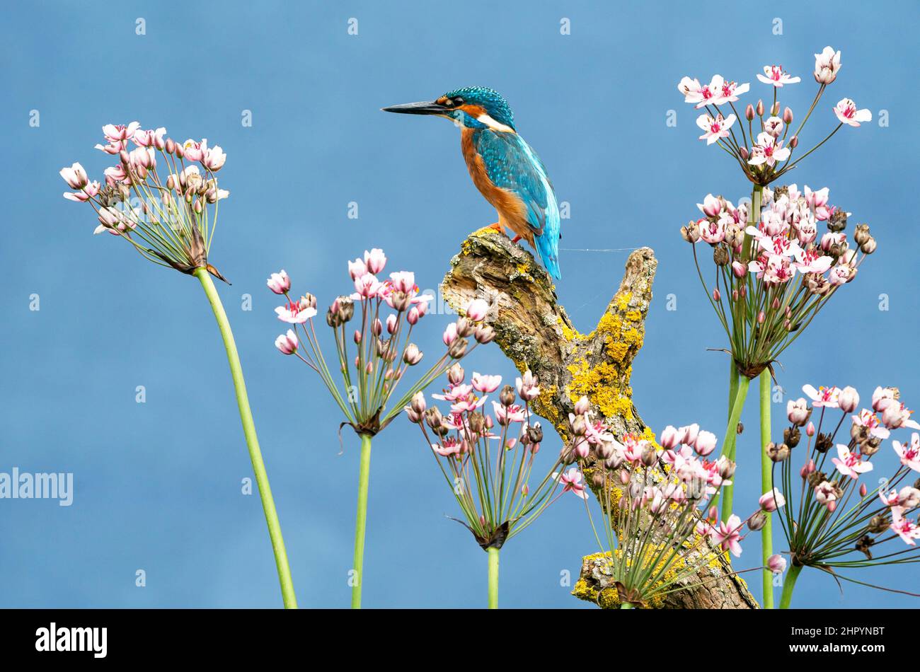 Kingfisher (Alcedo atthis) perched amongst Flowering rush (Butomus umbellatus), England Stock Photo