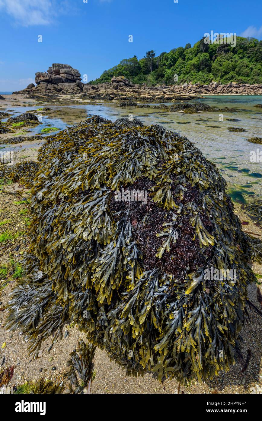 Bladderwrack (Fucus vesiculosus) at low tide in front of Milliau Island. High tide, allowing the passage on foot on the island, Trebeurden, Cotes d'Ar Stock Photo