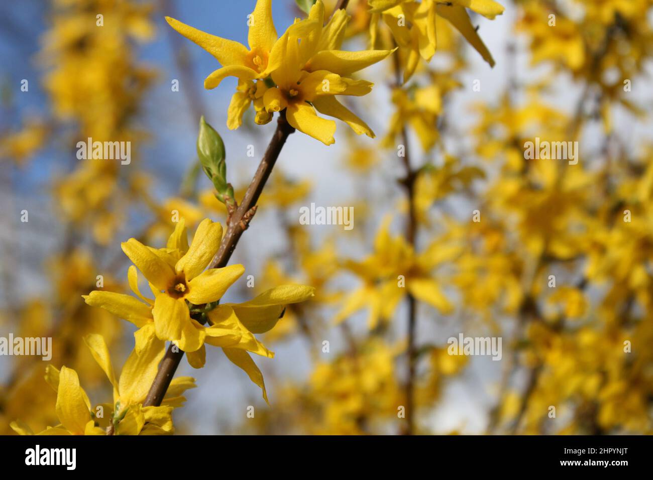 a forsythia with a branch with yellow flowers closeup and a blue sky in the background in springtime Stock Photo
