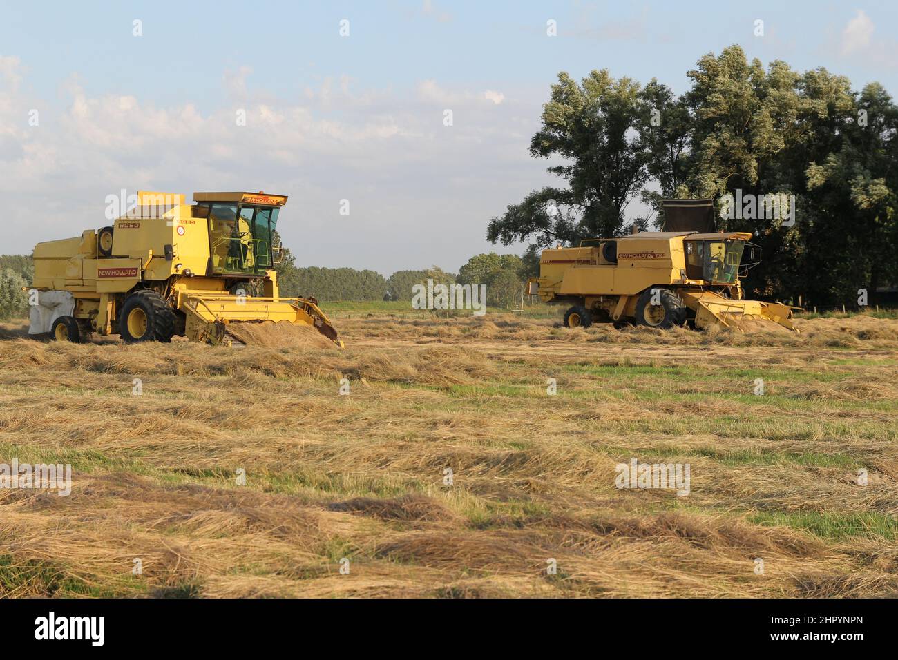 two yellow combine harvesters are harvesting grass seeds at the fields in the dutch countryside in zeeland in summer Stock Photo