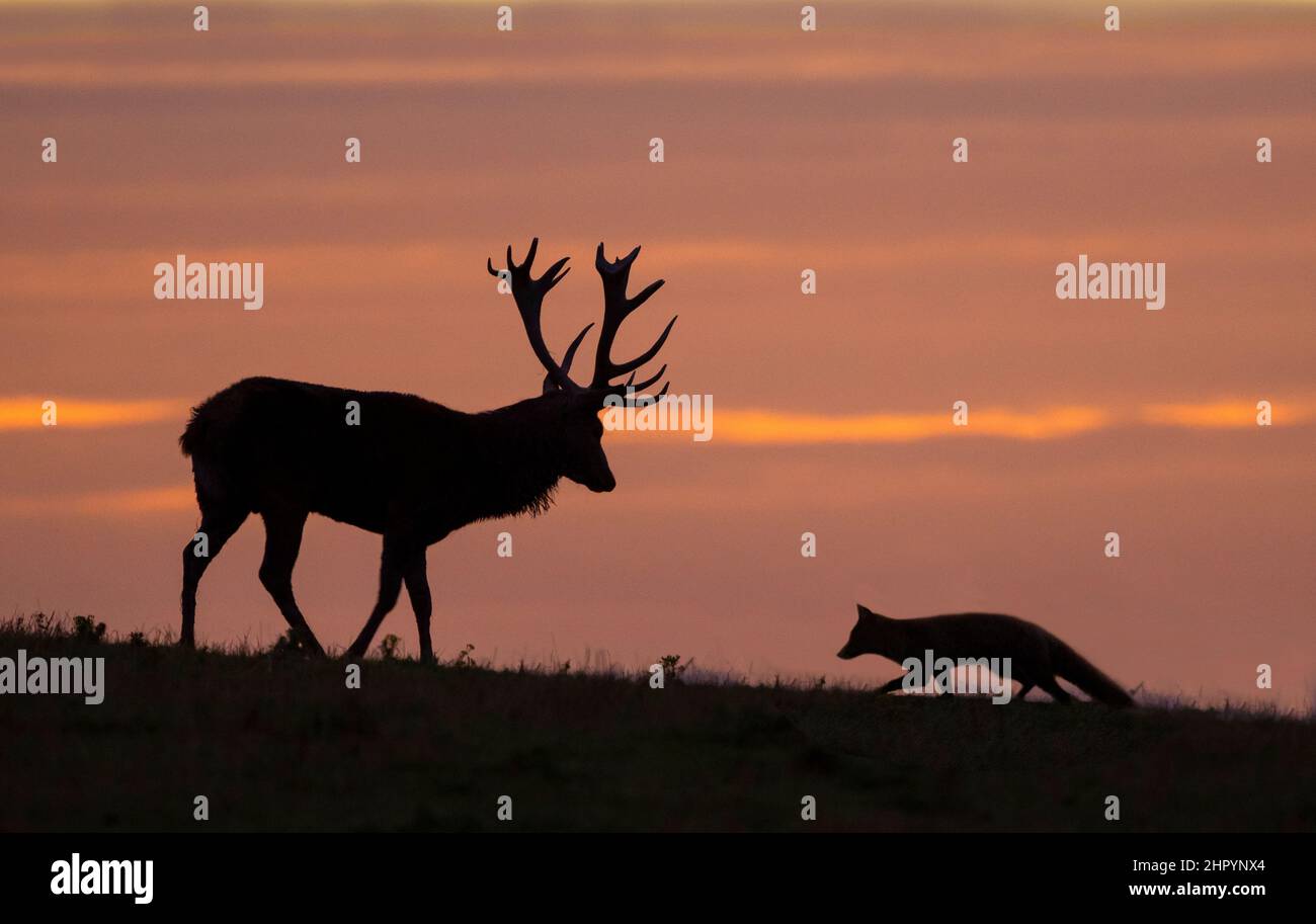 Red deer (Cervus elaphus) with Red fox (Vulpes vulpes) silhouette at sunset, England Stock Photo