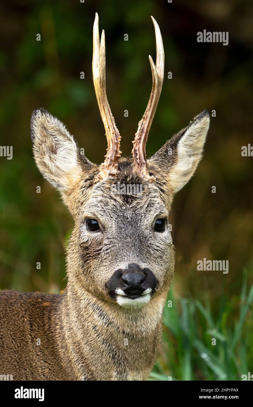 Roe deer (Capreolus capreolus) head details, England Stock Photo