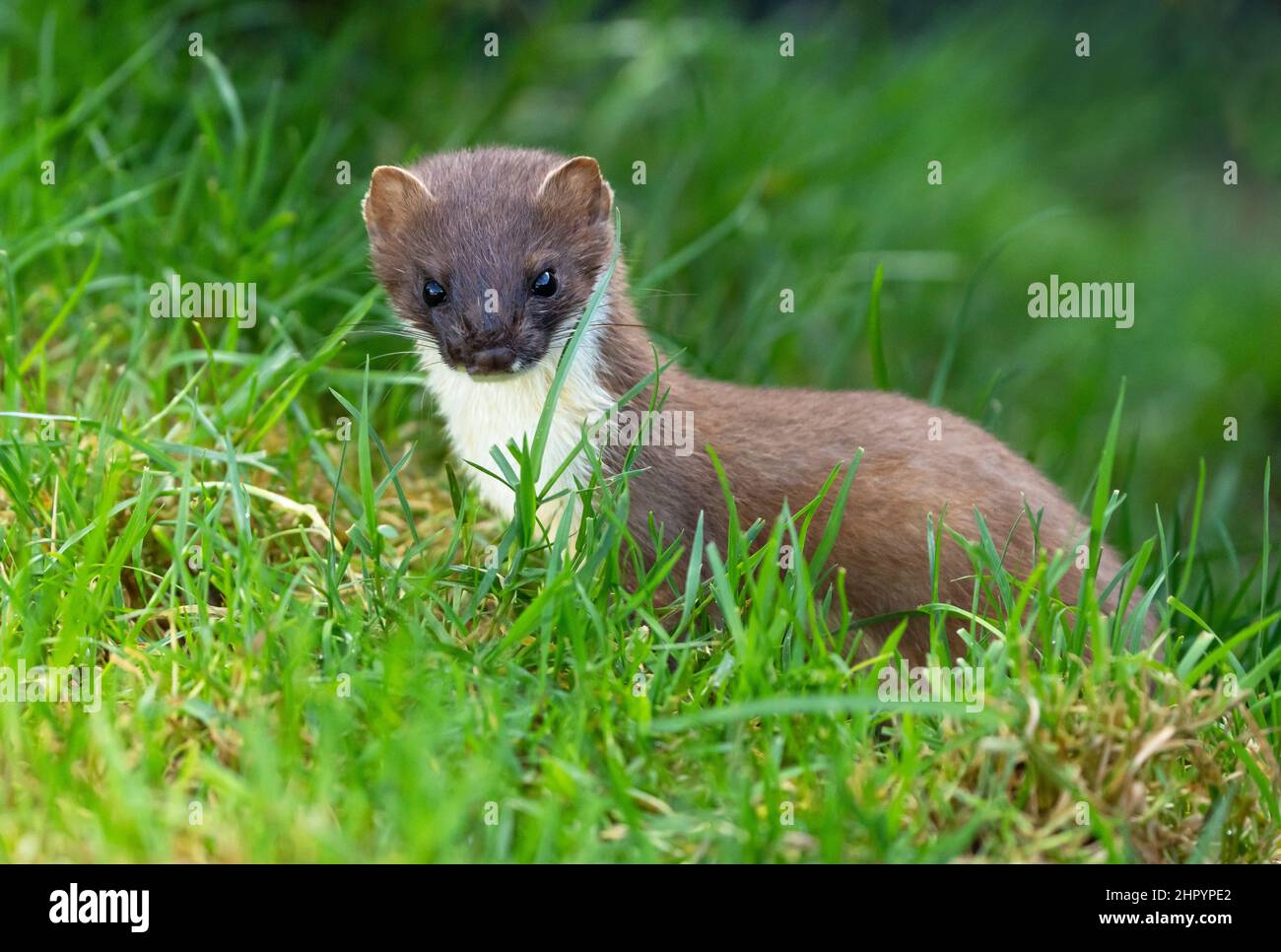 stoat-mustela-erminea-amongst-grass-england-stock-photo-alamy