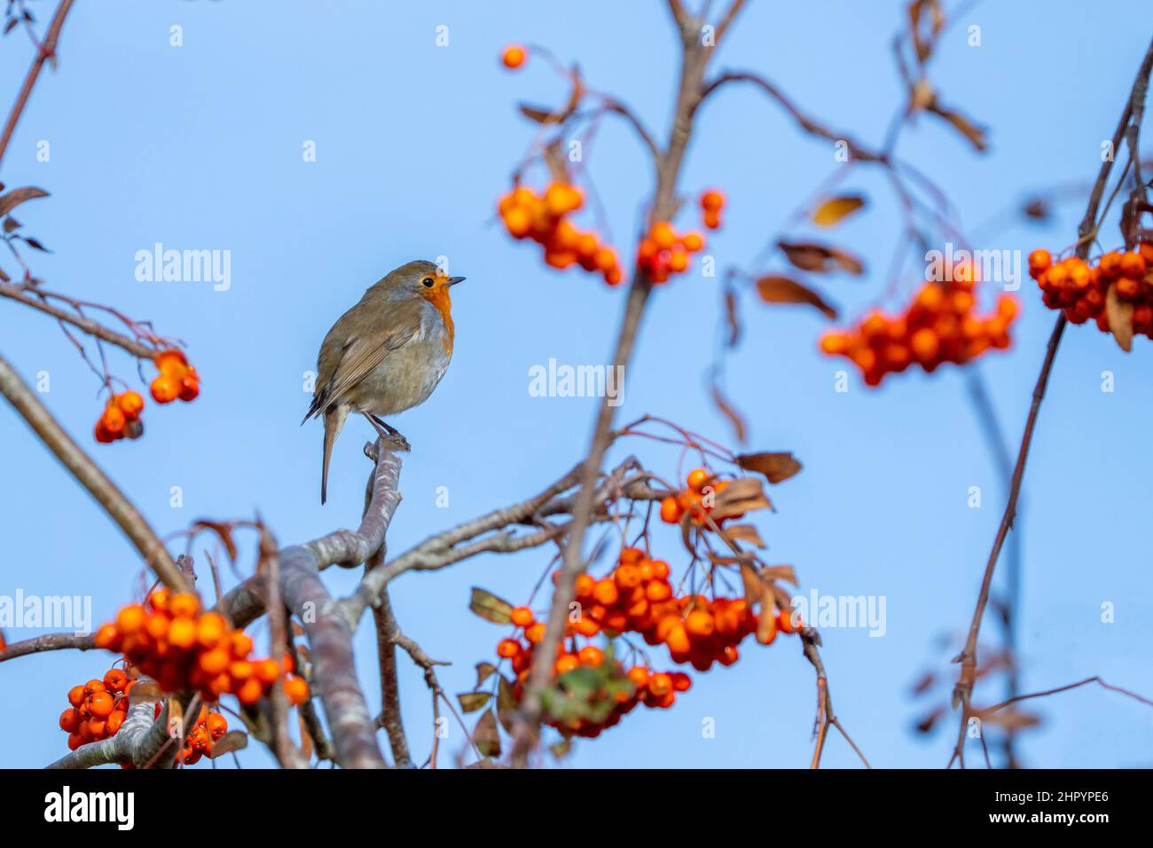 Robin (Erithacus rubecula) perched in a rowan tree, England Stock Photo