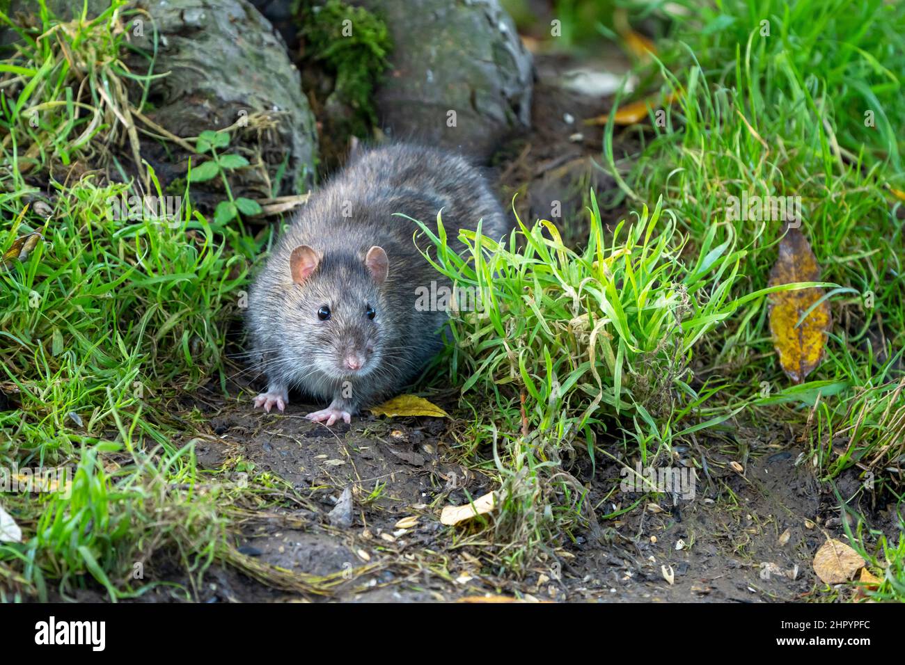 Brown rat (Rattus norvegicus) looking for food, England Stock Photo