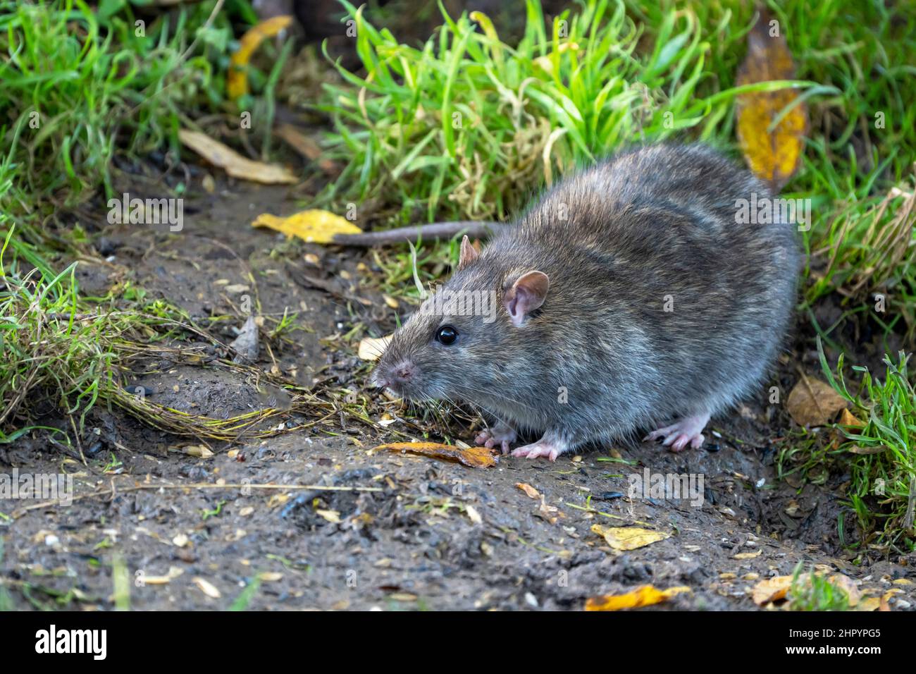 Brown rat (Rattus norvegicus) looking for food, England Stock Photo