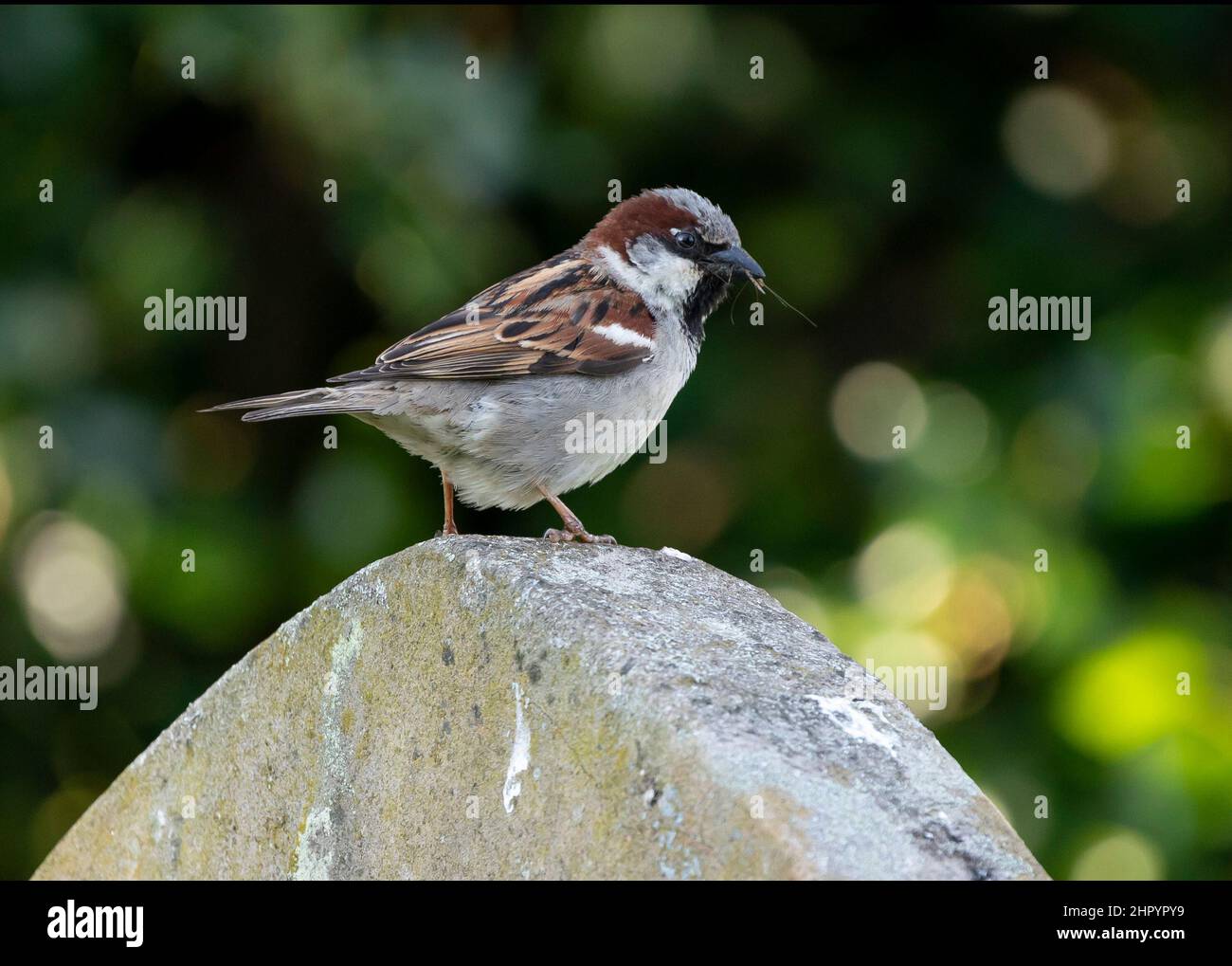 House sparrow (Passer domesticus) perched on a tombstone, England Stock Photo