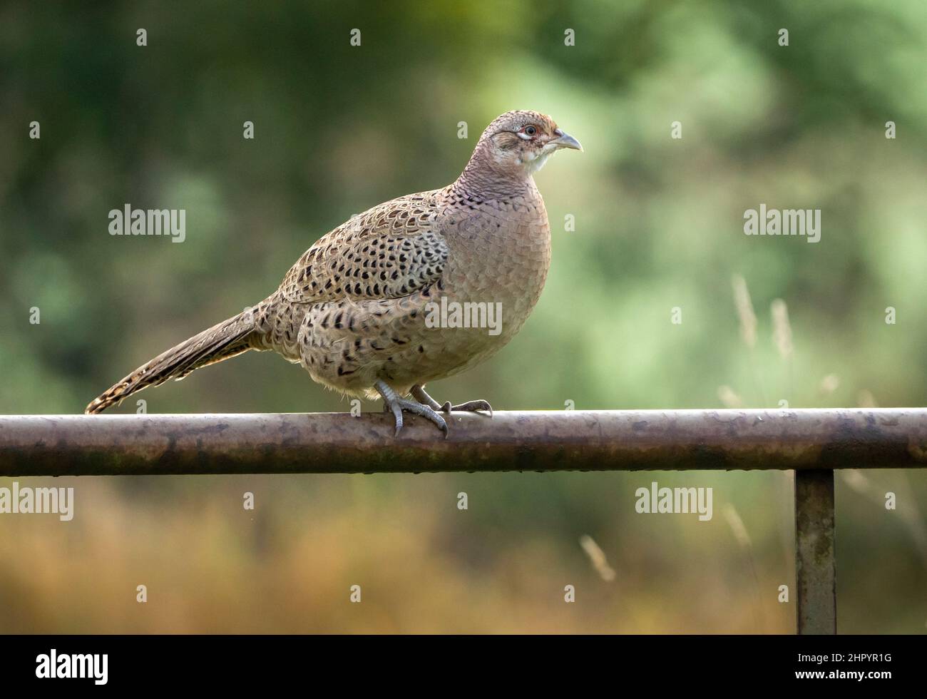 Pheasant (Phasianus colchicus) perched on a fence, England Stock Photo