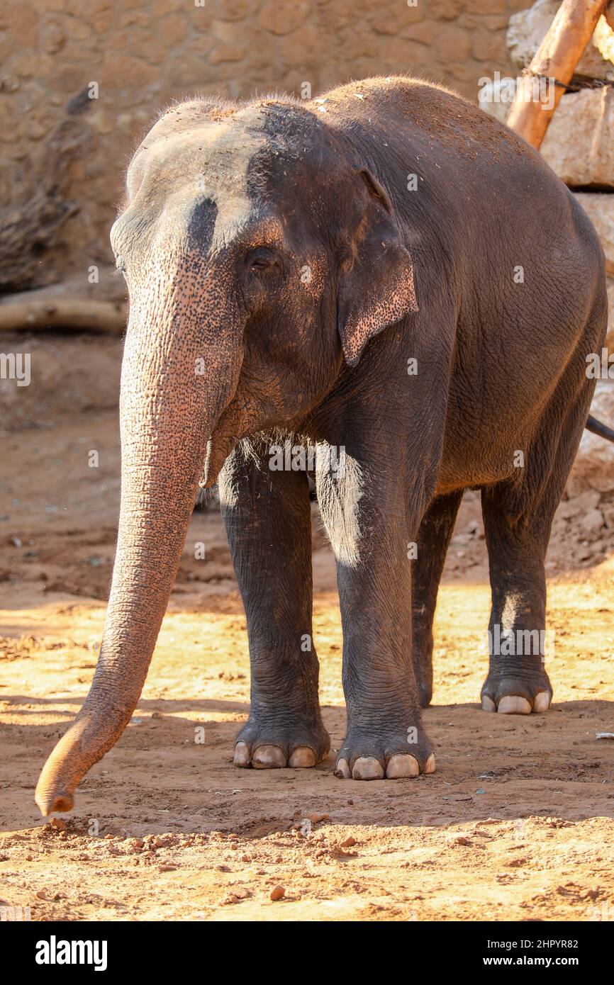 Elephant, African Wildlife Background from Africa The Real Giant from