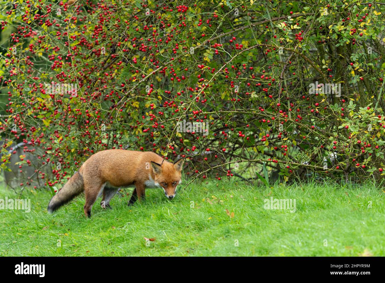 Red fox (Vulpes vulpes) standing near rosehips, England Stock Photo