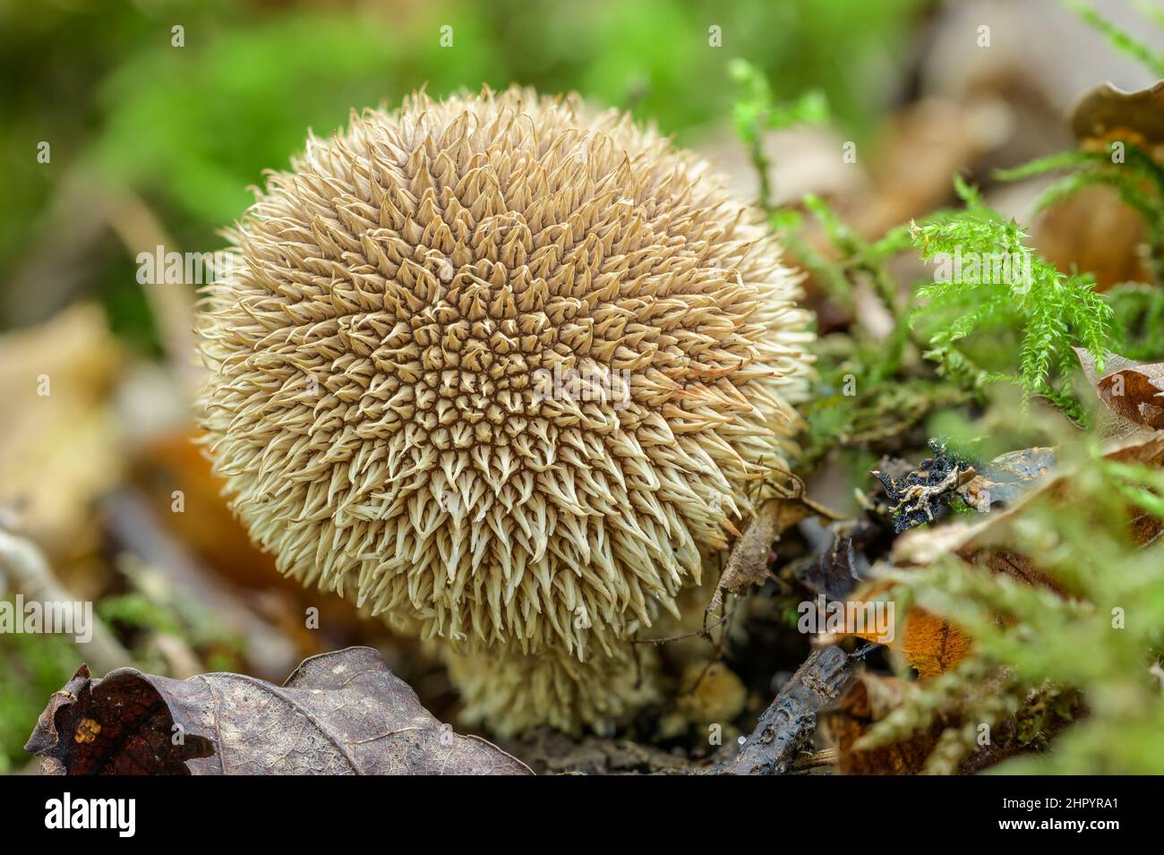 Spiny Puffball (Lycoperdon echinatum), Bugey, Rhone-Alpes, France Stock Photo