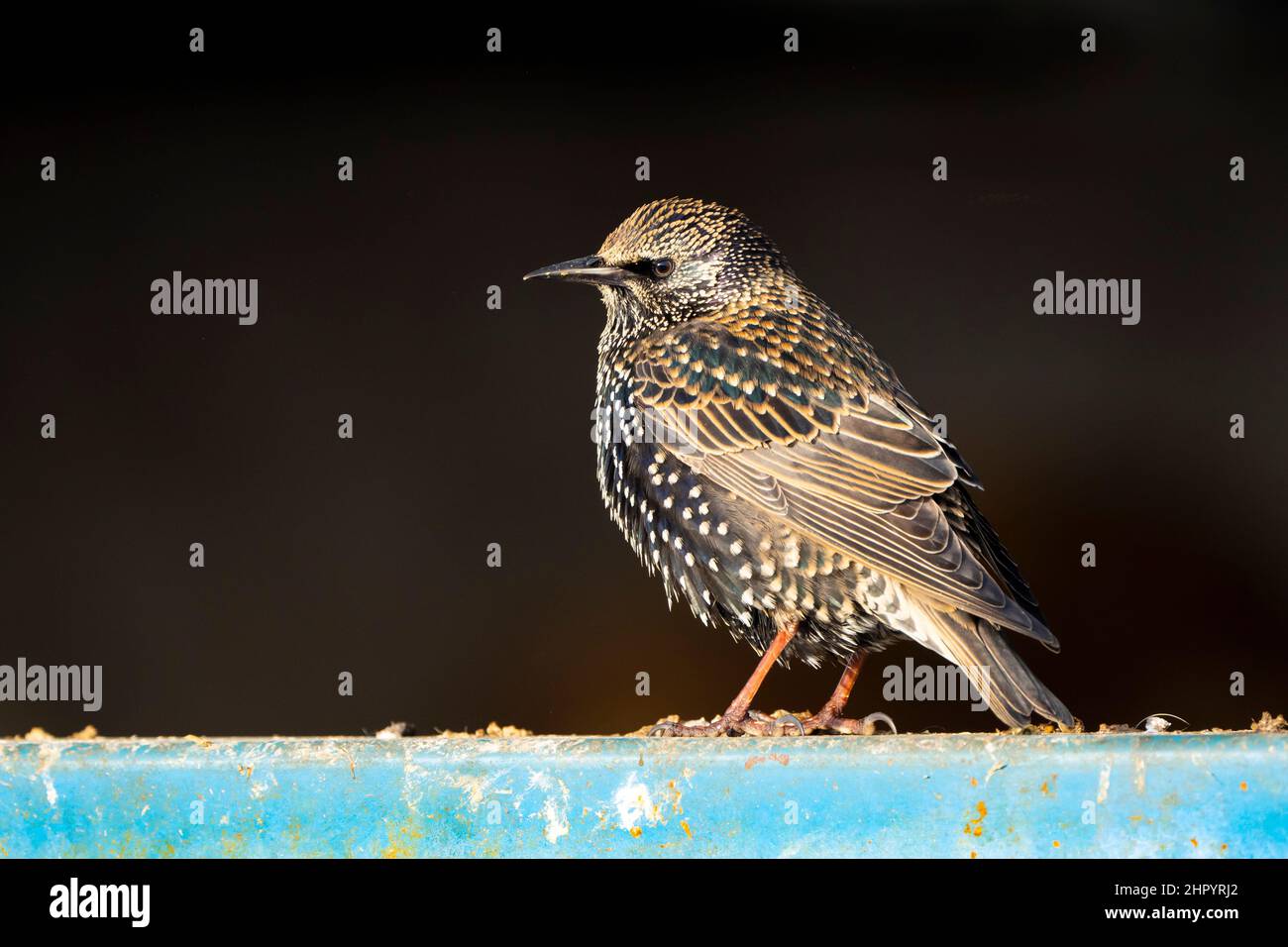 Starling (Sturnus vulgaris) perched on a blue fence, England Stock Photo
