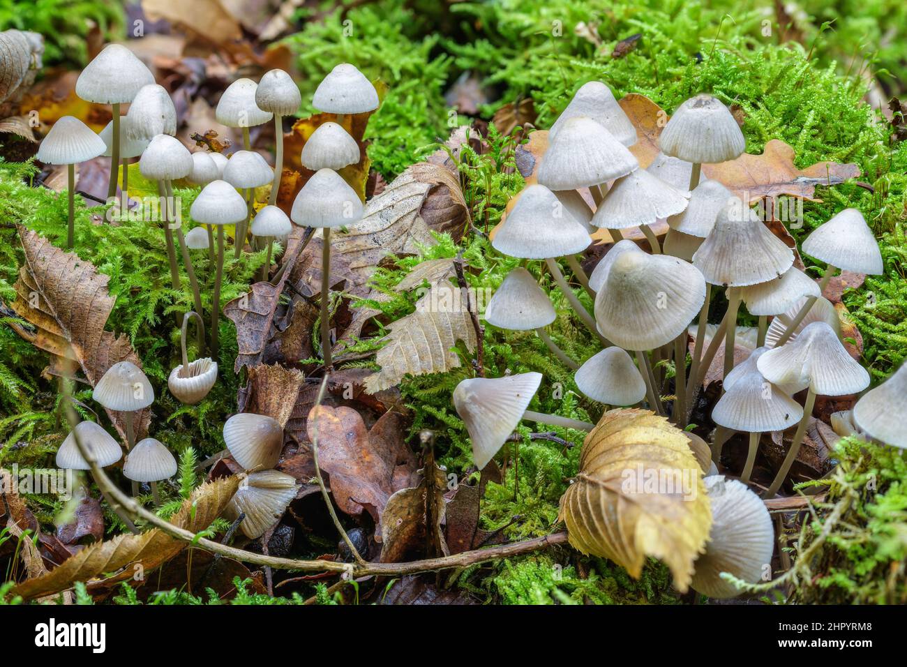 Saprophytic Bonnet (Mycena sp) and moss in a deciduous forest, Haute Savoie, France Stock Photo