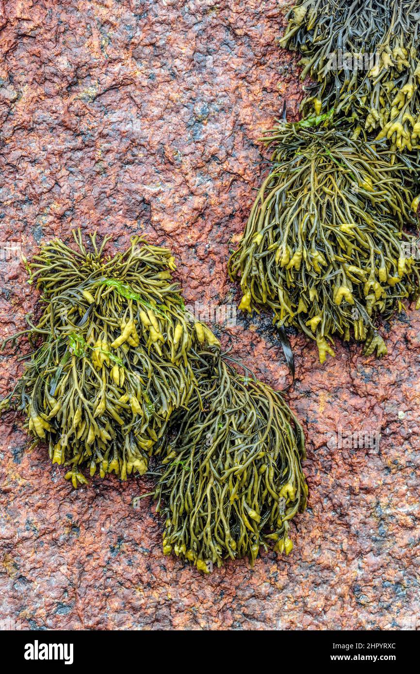 Pelvetia (Pelvetia canaliculata), Brown seaweed. It is the seaweed found highest in the intertidal zone, between the levels of the high spring tides a Stock Photo