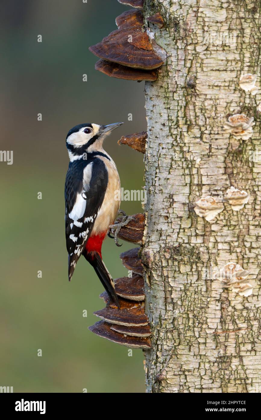 Great spotted woodpecker (Dendrocopos major) perched on a birch, England Stock Photo