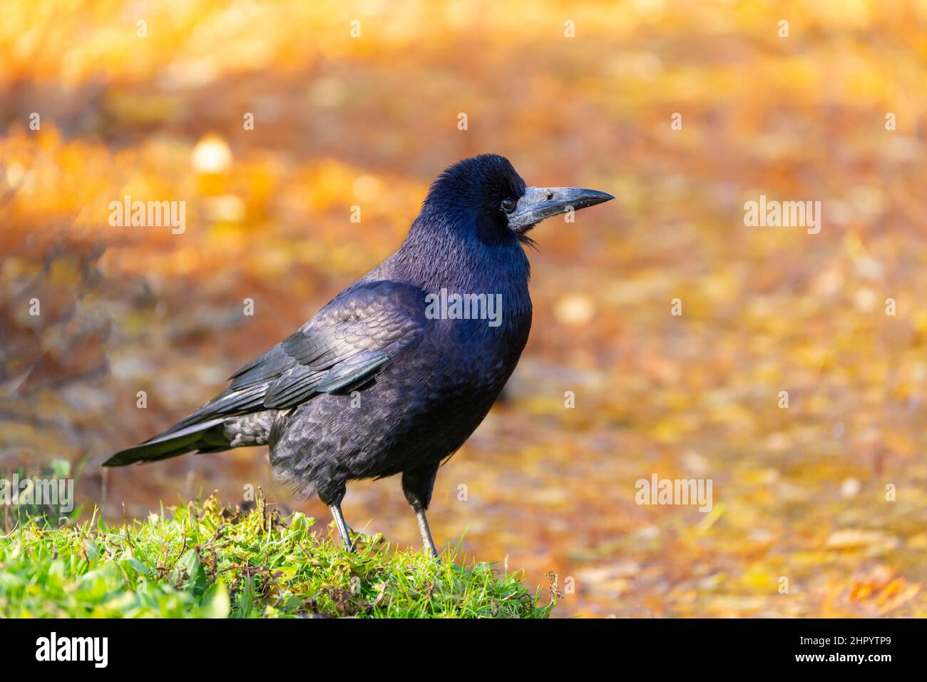 Rook (Corvus frugilegus) standing in front of a coloured background Stock Photo
