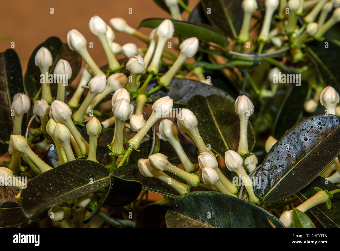 The flowering buds of a Stephanotis floribunda plant. Stock Photo