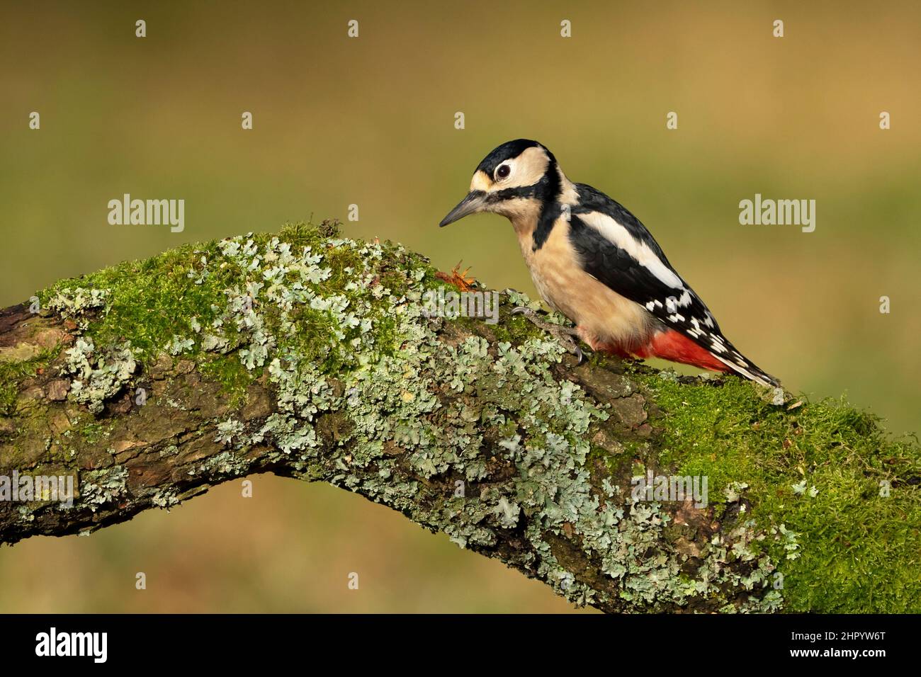 Great spotted woodpecker (Dendrocopos major) perched on a lichen covered oak tree, England Stock Photo