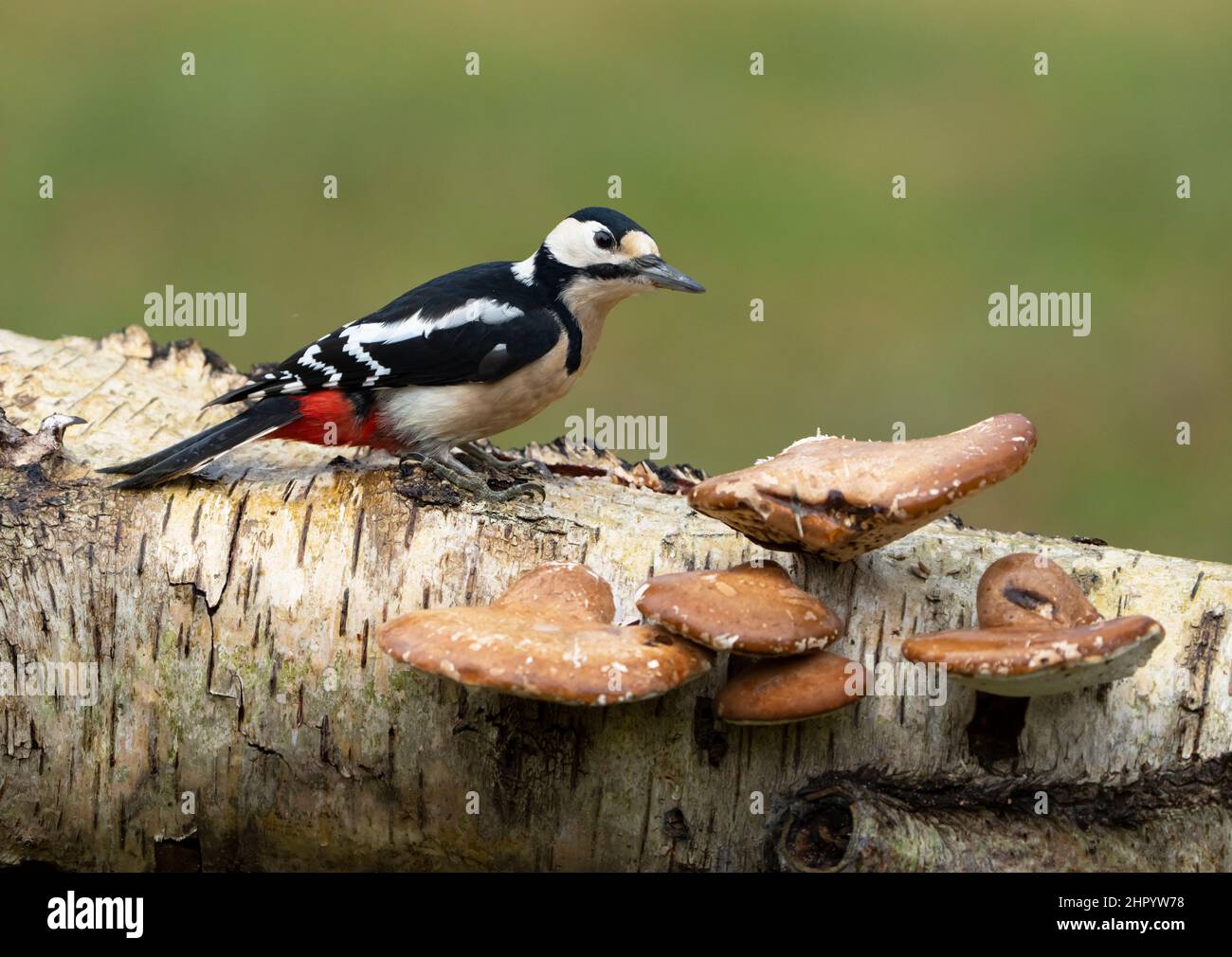 Great spotted woodpecker (Dendrocopos major) perched on a mushroom, England Stock Photo
