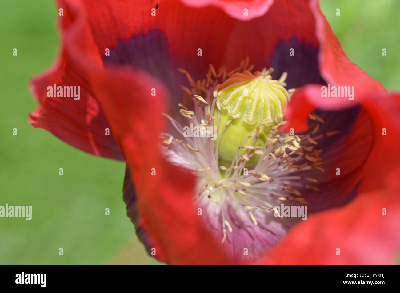 57+ Mohnblume Garten, Am wegesrand und auf feldern können wir den