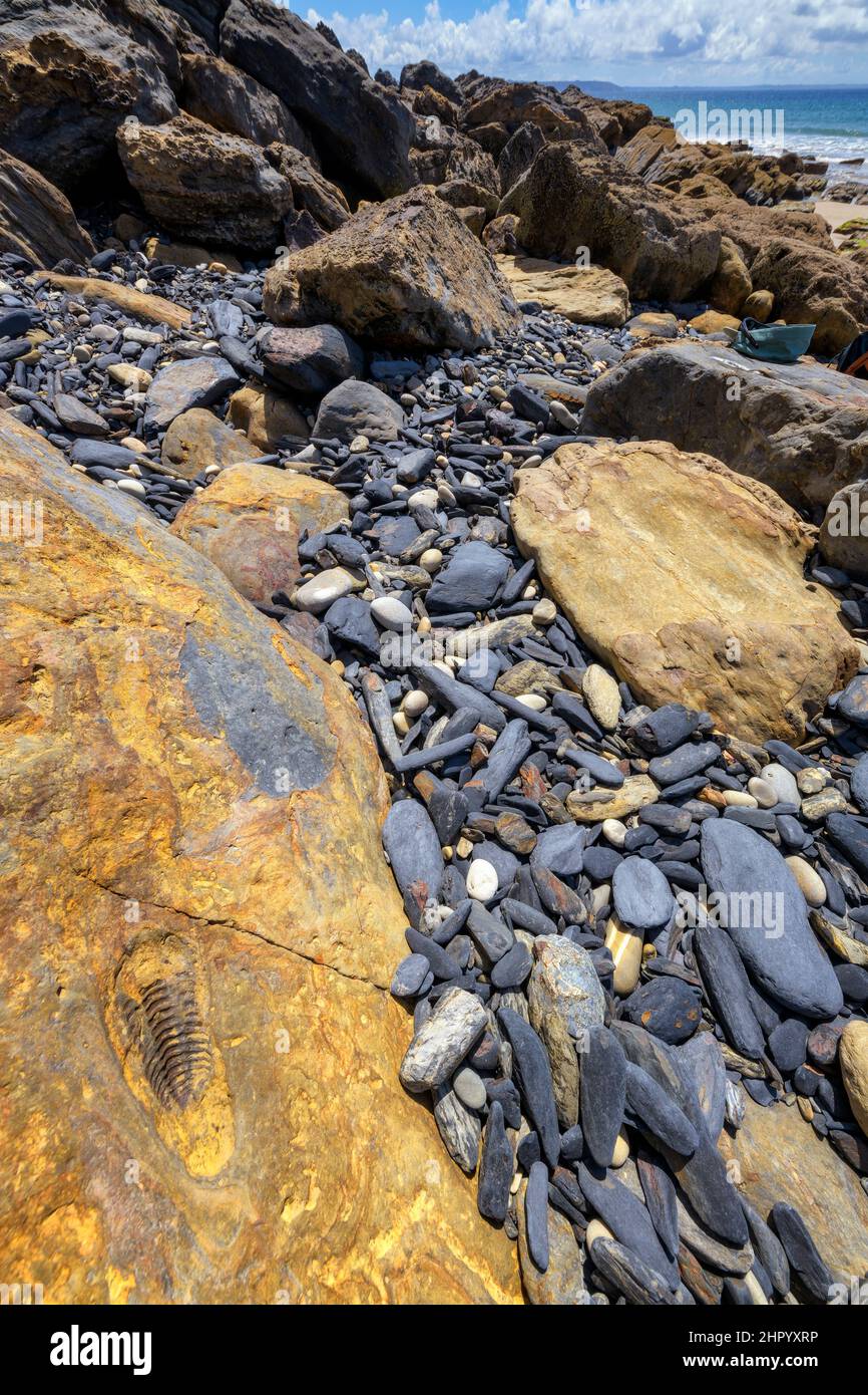 Trilobite fossil in Brittany. Anse de Verac'h and Tas de Pois, Presqu'ile de Crozon, Finistere, Brittany, France Stock Photo