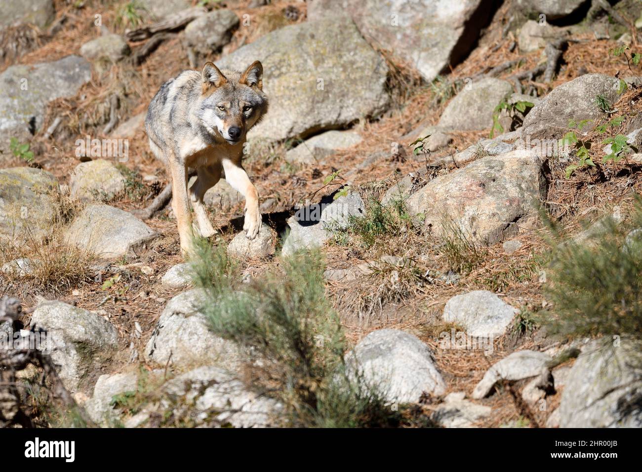 European wolf (Canis lupus lupus) walking, Pyrenees, France Stock Photo ...