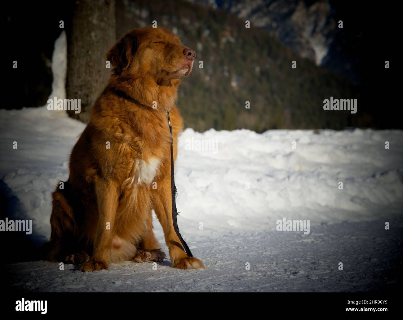 Close up of a nova scotia duck tolling retriever toller dog Stock Photo