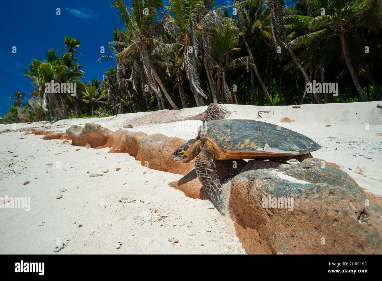 Seychelles turtle nesting beaches