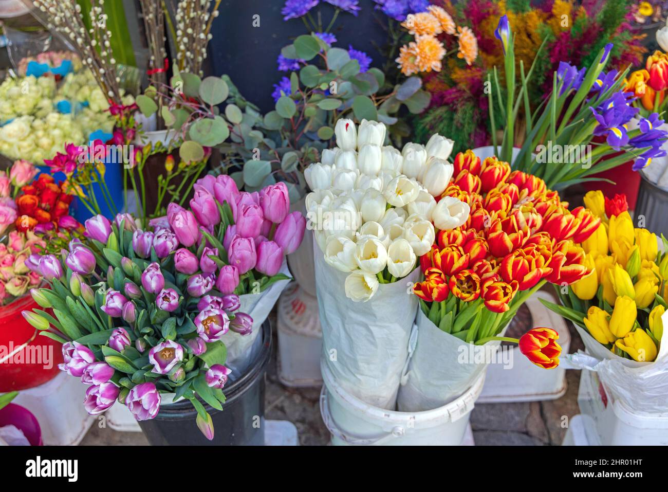 Flowers imported from holland hires stock photography and images Alamy