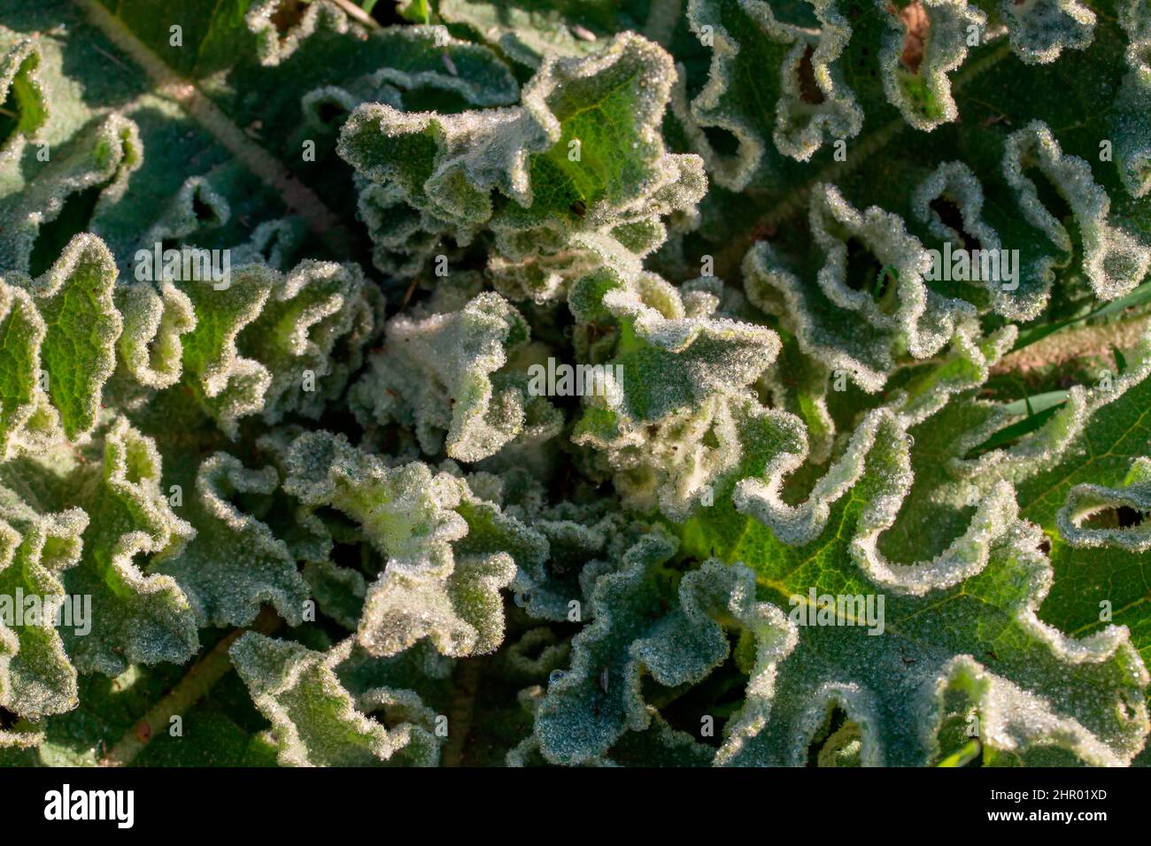 Scallop-leaved mullein (Verbascum sinuatum), dew covered leaves, Gard, France Stock Photo