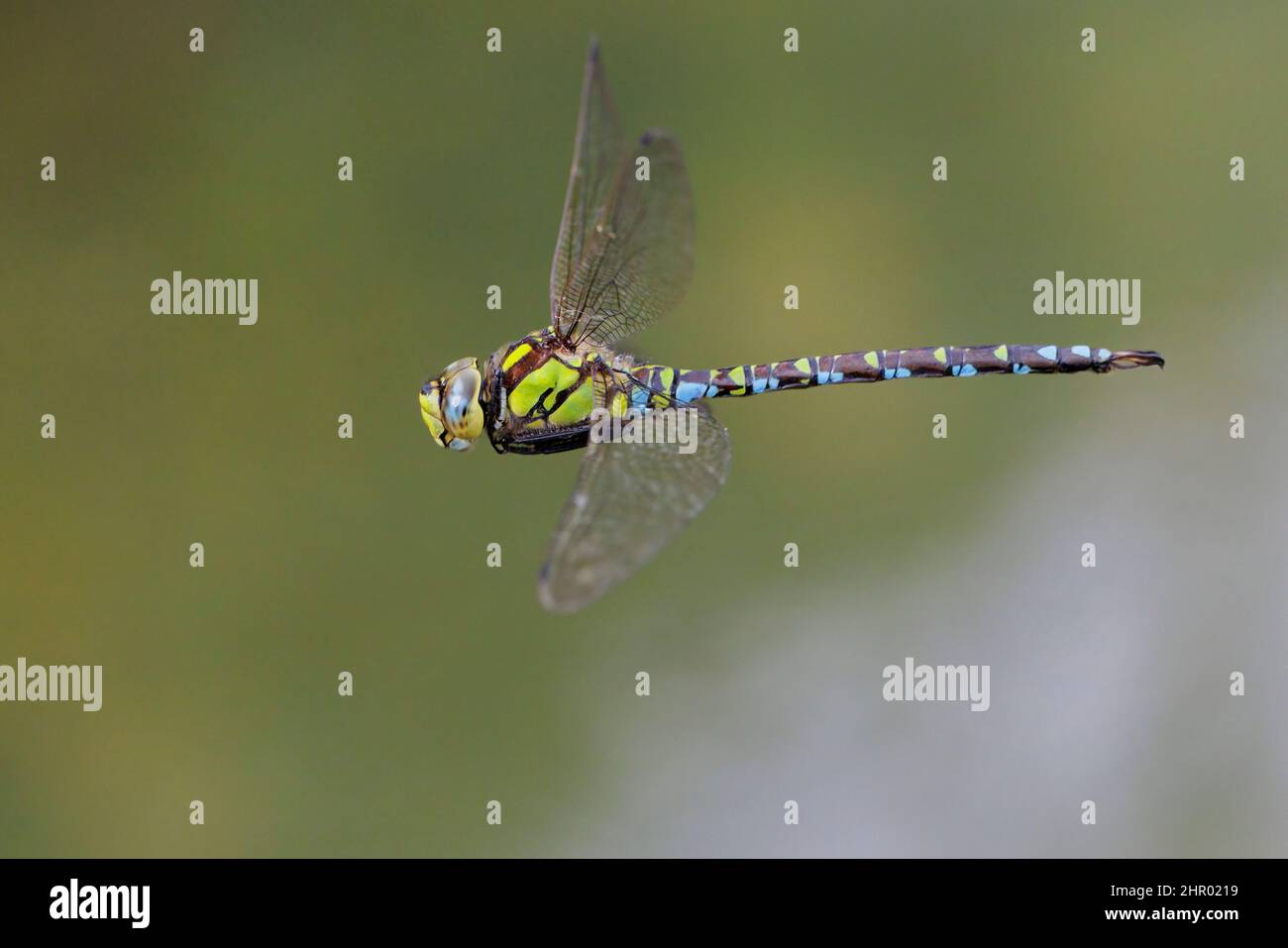 Blue Hawker (Aeshna cyanea), side view of an adult in flight, Campania, Italy Stock Photo