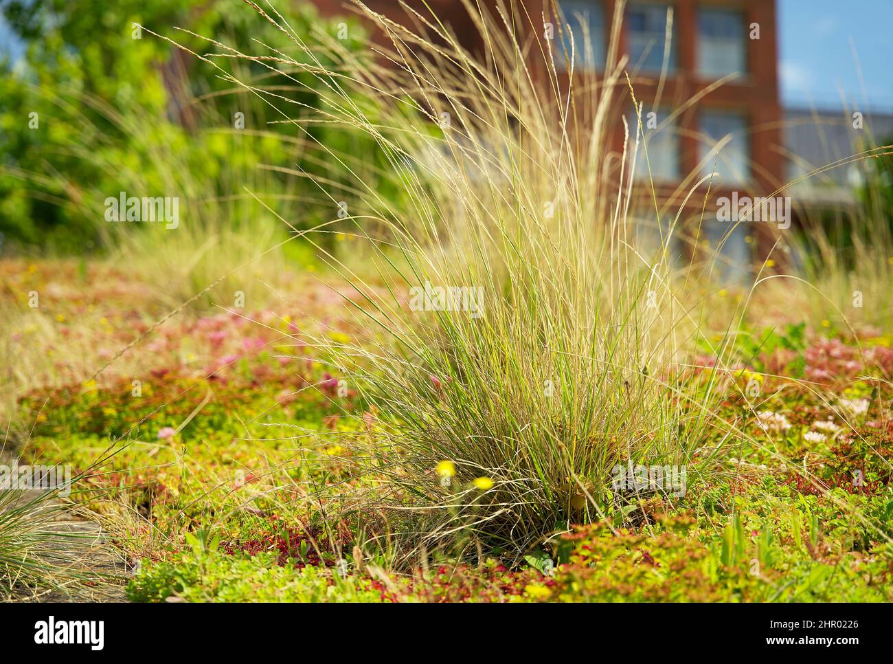 Blooming sedum rooftop garden on a  green roof in the summer in an urban environment Stock Photo