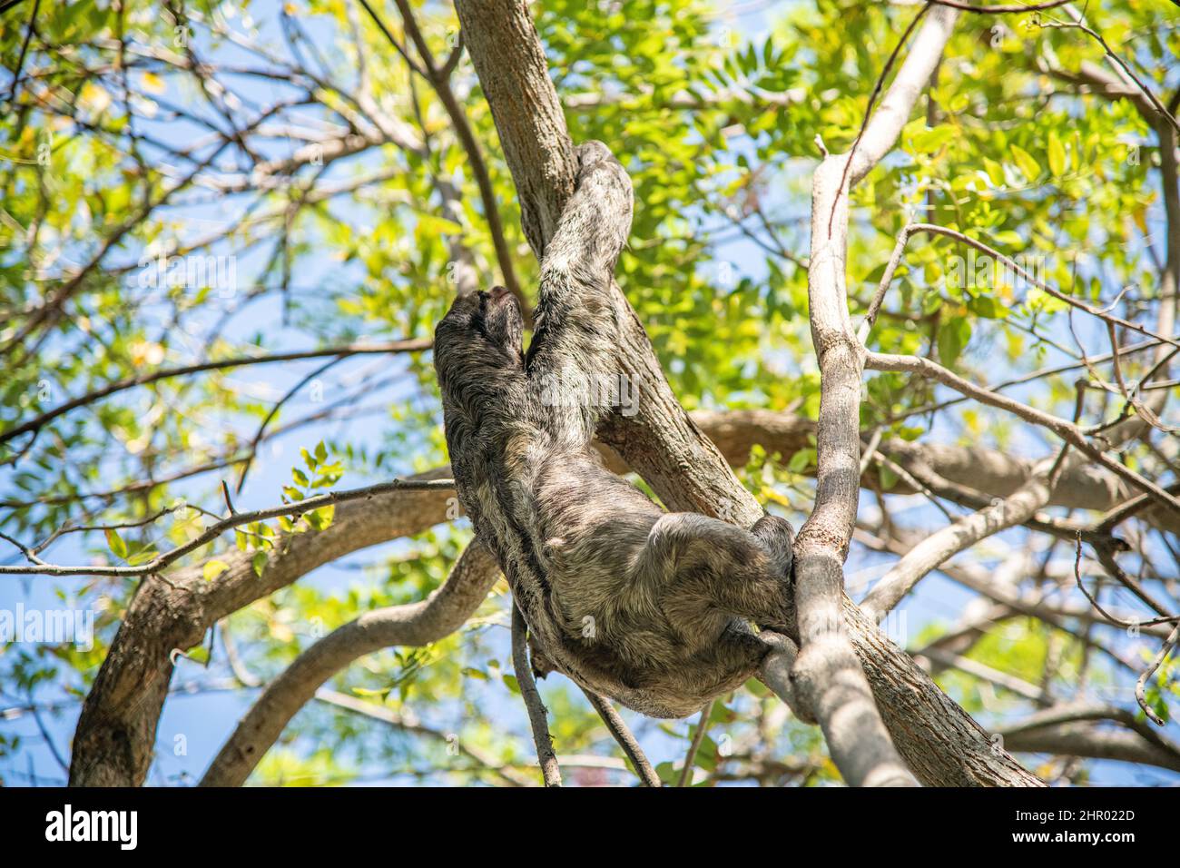 A sloth hanging from a tree in Centenario Park in Cartagena, Colombia Stock Photo