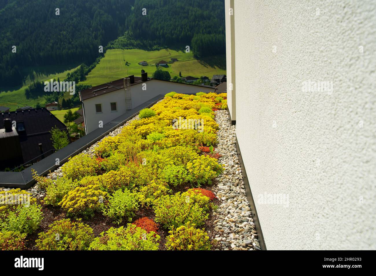 Blooming sedum rooftop garden on a  green roof in the summer in an urban environment Stock Photo